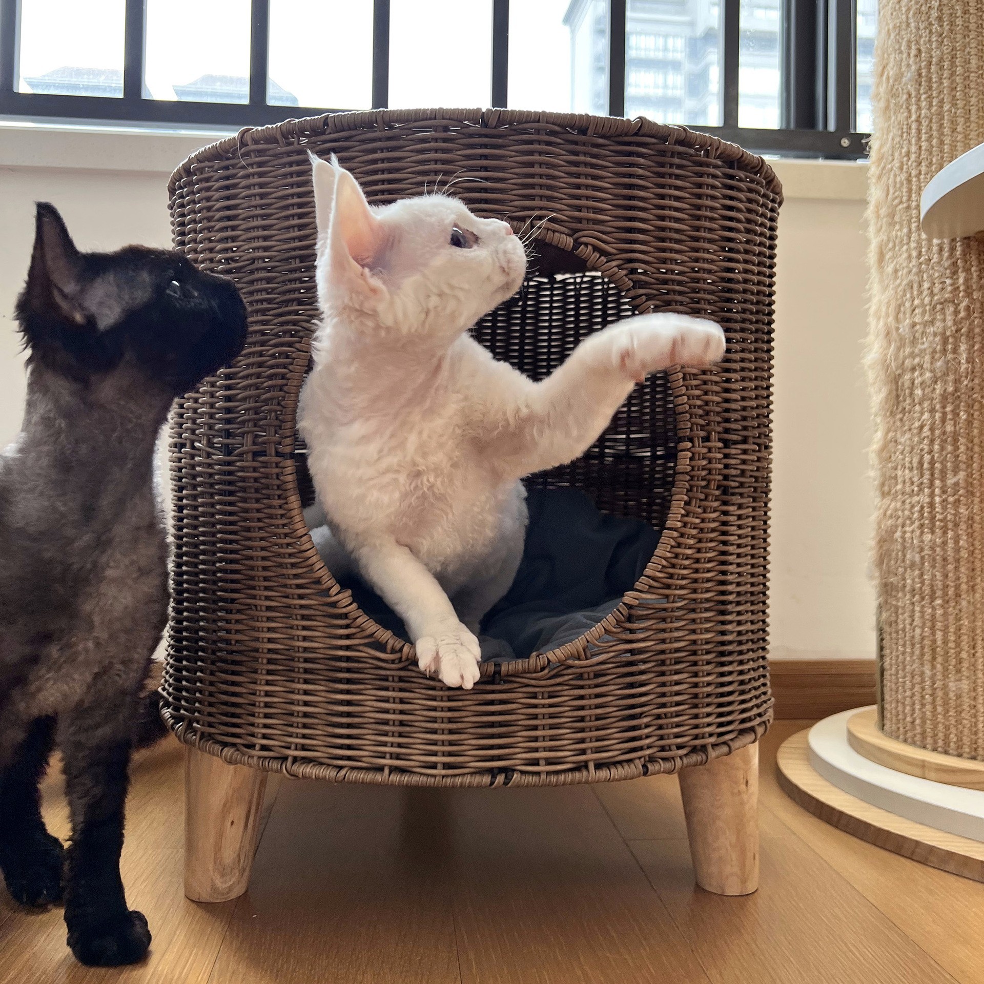 raised cat bed for large cats