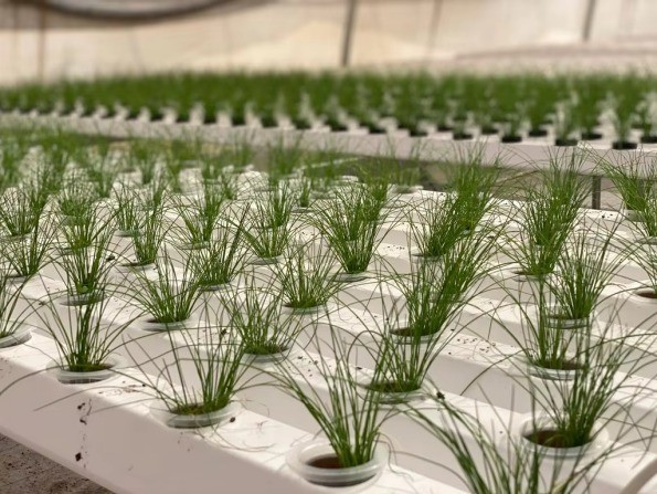 Horizontal NFT Hydroponic Growing System For Greenhouse And Indoor Planting