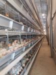 A specialized layer battery cage for poultry farms, housing chickens for laying