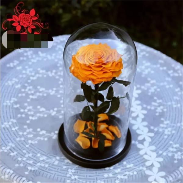 Natural Fresh flower rose Preserved rose in glass terrariums with base for