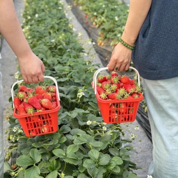 Venlo Glass Greenhouse Hydroponics System Vegetables Flowers