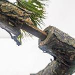 30m Artificial Landscape Trees Anti Aging Plant Dramatic Geen Foliage Lifelike