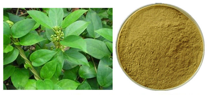 Gymnema Sylvestre Leaf Anthocyanin Extract Powder For Pharmaceutical