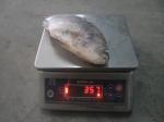 Frozen Tilapia G S 300-500g
