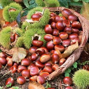 China new crop, Raw peanut in shell/ Roasted peanut in shell/ Red skin peanut factory
