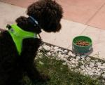 Functional Ceramic Ergonomic Cat Food Bowl Lead Free 200ml Hand Formed Ceramic