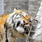 Zoo Mesh Fence Stainless Steel Wire Rope Mesh Net High Strength