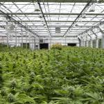 100% Automatic Blackout Greenhouse System Hot Dip Galvanized