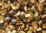 Camellia Seeds Color Sorter Manufacturer With Intelligent Control
