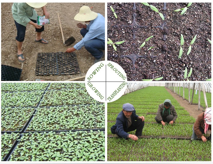 32 cells planting seedling tray seed starter tray starting tray for seed germination