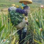 Green Papaya Enzyme Powder Protein Peptide Processing And Amino Acid Production
