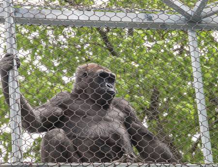 There is a gibbon in a handwoven wire rope passageway.