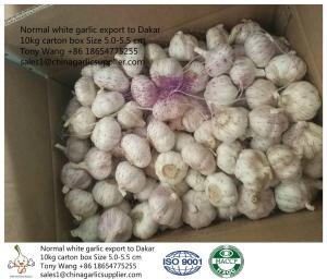 China Purple white Garlic to Senegal factory