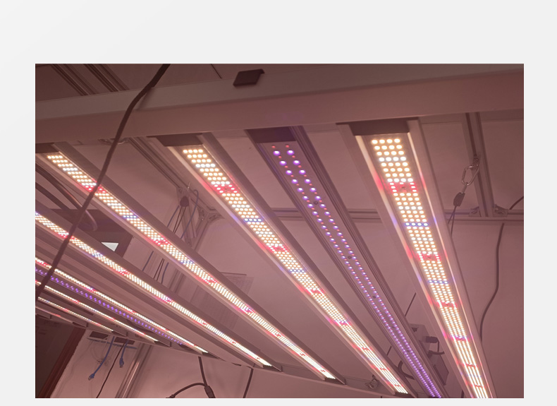 1.1M Under Canopy UV 395nm IR 730nm LED Grow Light 50W 100W Supplemental LED Grow Light
