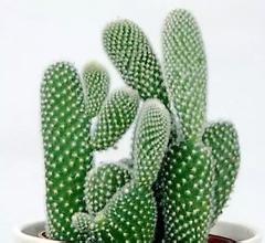 China Cactus extract, Chinese manufactuer , FDA registered, ISO certified, competitve price, 100% natural , reduce weight factory