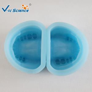 China Standard Rubber Teeth Mould Dental Teaching Model , Study Models In Dentistry factory