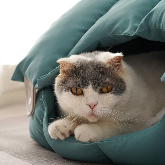 oval cat bed