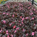 Uv Protection Transparent Flower Garden Greenhouse Easy To Assemble