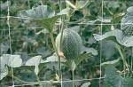 Climbing Plant Support Netting Green / White For Greenhouse , Garden