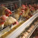 3 Tiers Hot Dipped Galvanized Chicken Cage With Automatic Feed