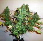 Vertical Light 395nm 2120 Pcs Chips UV LED Grow Lights