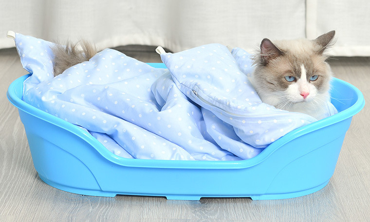 plastic cat bed