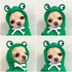 China Autumn And Winter Cotton Plush Hooded Sweater For Pet factory