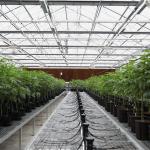 Multi-Span 4 Sunroom Tempered Venlo Glass Greenhouse Fully Automated Ventilation