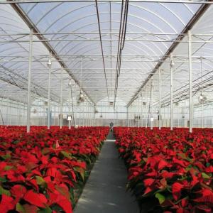 China OEM PO PE Polyethylene Film Greenhouse Multi Span 4 Season Growing For Flower factory