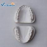 Standard Rubber Teeth Mould Dental Teaching Model , Study Models In Dentistry