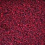 IQF Frozen fruits quick frozen Lingonberry grade A