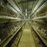192 Birds / Set Battery Chicken Cage For Broiler Poultry Farming Equipment