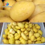 1500KG/H Sweet potato cleaning and peeling machine manufacturers supply brush