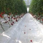 Agriculture Polycarbonate Sheet Greenhouse For Tomato Farming