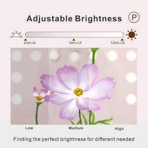 China Hollywood Vanity Makeup Mirror with 12 Dimmable LED Lights factory