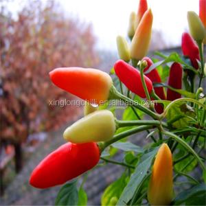 China Small Size Tianjin Red Chilies 100g Round Room Temperature factory