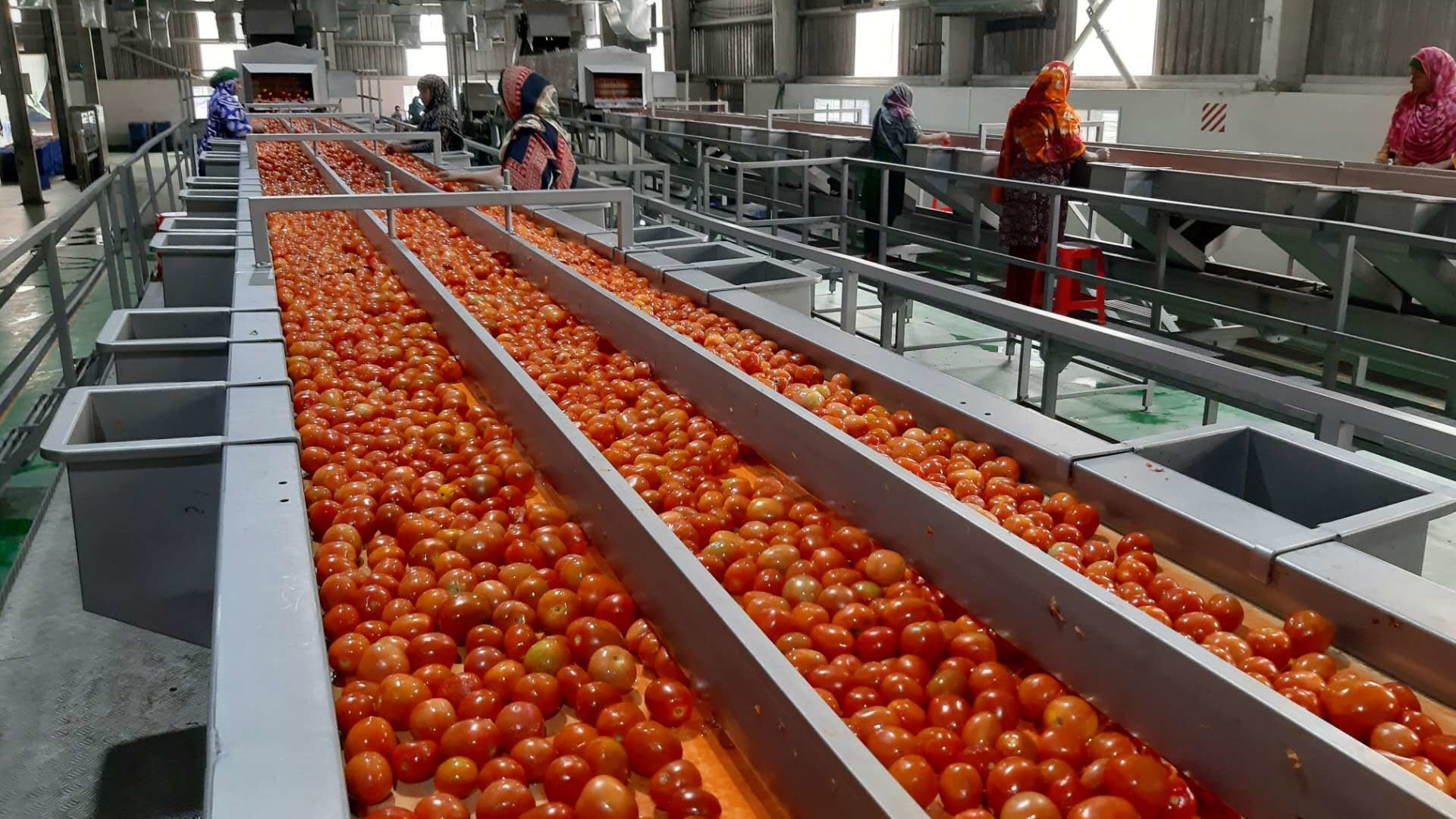 Pasteurization Ketchup Processing Line 12 - 14 Brix SUS304