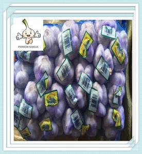 China Top quality fresh white garlic ,pure white -normal white fresh ginger and garlic factory