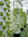 10x30m Side Ventilation Single Span Tunnel Agricultural PC Greenhouse with