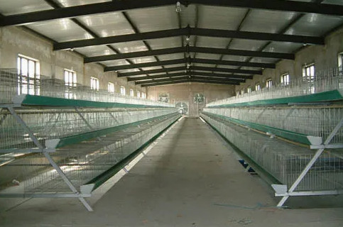 Modern Thermal Insulation Metal Steel Structure Breed Chicken Shed Poultry House