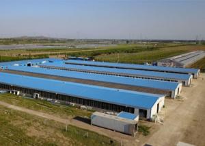 China Galvanized Steel Structure Poultry House Windproof Steel Chicken House factory
