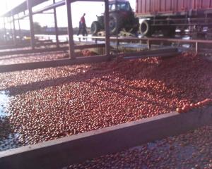 China High Capacity Fresh Tomato Puree Processing Line 6.5 Tons/Hour on sale