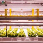 High Yield Agricultural Lettuce Greenhouse With Intelligent Control System