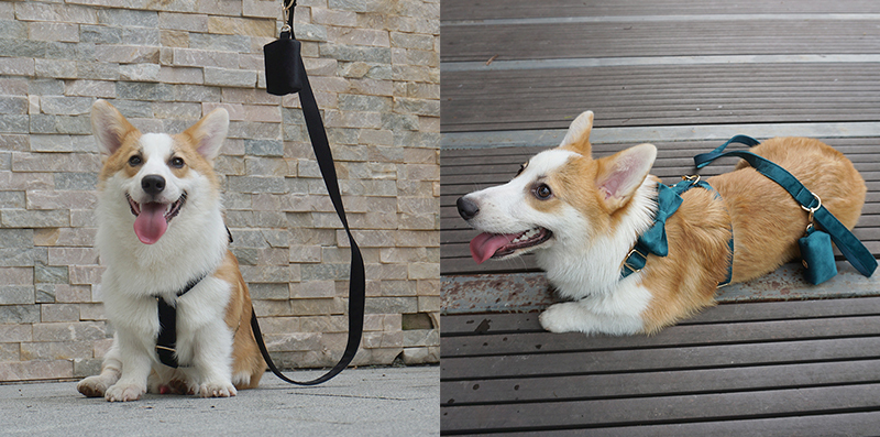 Dog Velvet Collar Leash Harness Set Luxury Collar Set Pet Leash Poop Bag OEM ODM Accepted