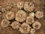 High Quality Konjac Glucomannan Powder with After Services & Dry Place Storage,