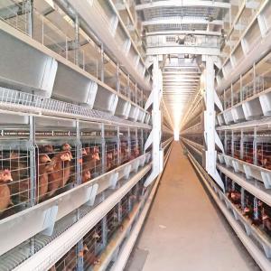 China HDG Automatic Broiler Feeding System factory