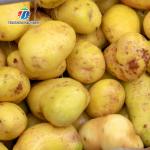 1500KG/H Sweet potato cleaning and peeling machine manufacturers supply brush