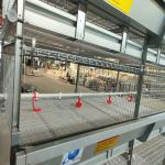 100kgs H Type Battery Broiler Chicken Cage System 120 Birds ISO9001 Listed