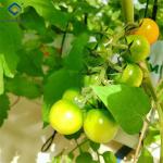 Steel Frame Garden Tomato Greenhouse Hydroponic Container System Dutch Bucket