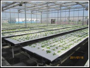 China PE Plastic Film Hydroponic Multi Span Greenhouse For Vegetable Growing factory